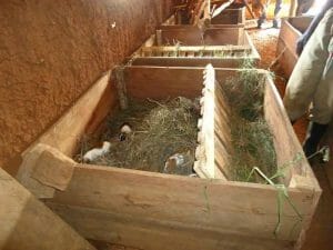 guinea pigs in crate habitats