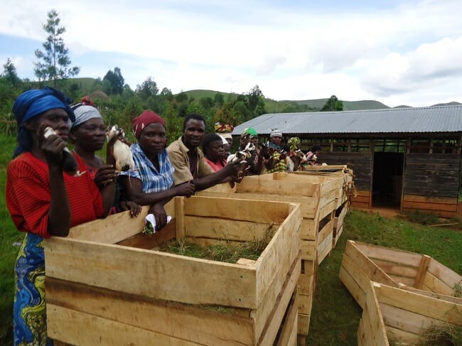 Guinea pig distribution to community